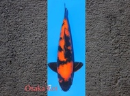 Ikan Koi Hi Utsuri Import Shinoda Morala.Acre
