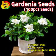 100% Original Fragrant Gardenia Seeds for Sale (Fresh 100pcs Seeds) 栀子花种子 Aromatic Gardenia Plant Seeds for Planting Biji Benih Gardenia Flower Seeds for Gardening Gardenia Live Plant Indoor Plant Air Plant Bonsai Seeds Pokok Bunga Hidup Benih Pokok Bunga