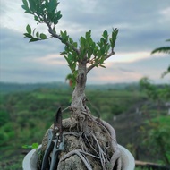 Bonsai Kimeng On The Rock Gratis Pot Ukuran Pot 40 cm Foto Asli Real Gratis Dus Bumi Indonesia Kode 