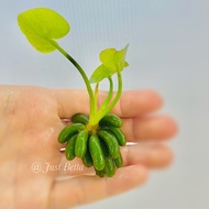 Banana Lily (Nymphoides Aquatica) - Aquatic Live Plant Aquarium