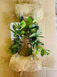 Lucky laurel bayleaf live plant pampaswerte (For Metro Manila  and Nearby areas lng po)