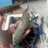 Udang Galah Size 6-9 ekor Per Kg / Udang Galah Jumbo / Udang Galah Besar / Udang Galah / Udang / JAB