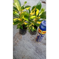 Live Plant Yellow Green Croton/Pokok Puding Hijau Kuning