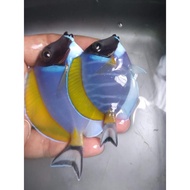 Ikan Hias Botana BIRU / Bobi All Size - Ikan Hias Air Laut BEST QUALITY