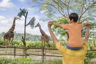 【新加坡】動物園門票( 遊園車) 【自行預約】Singaprore Zoo