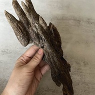 【稀少款】野生北乾達魯沉香擺件-Do風沉香(內可挑造型)