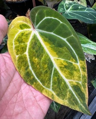 Bibit Bonggol Anthurium Variegata H063 / Kuping Gajah Hybrid Import