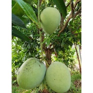 9 Biji Buah Mangga Epal Muda/Segar