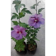 Anak Pokok Bunga Raya Purple(Ungu Muda)/Yellow/ Merah ( Jambul)