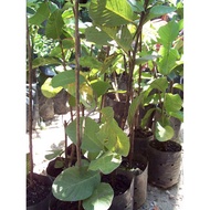 MDC-Anak Pokok Jambu Batu Tanpa Biji (Seedless Guava)