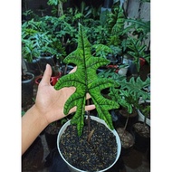 Alocasia Jacklyn Remaja (Alocasia Tandu Rusa) [Populer]