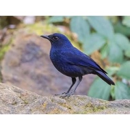 BURUNG CIUNG BATU BAHAN RAWATAN