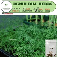 30++ biji benih HERBS DILL seeds