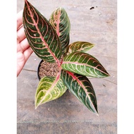 Sindo - Aglaonema Pride Of Sumatera Live Plant 39UI4JHJXQ