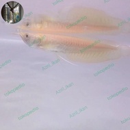 ikan arwana silver albino