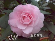【盛宏茶花】茶花品種︱C嫁接茶花︱雲南茶-烏馬克C804