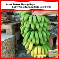 Anak Pokok Pisang Raja/ Baby Tree Banana Raja /大王蕉树苗