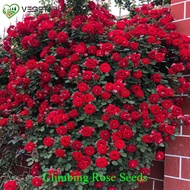100seeds/pack Mixed Colors Climbing Rose Seeds Bonsai Flower Seeds Flowers Plants For Ornamental Pla