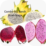Combo Biji Benih Buah Naga Merah, Merah Jambu & Kuning Ecuador (Ecuador Yellow) 50pcs per varieti/红肉