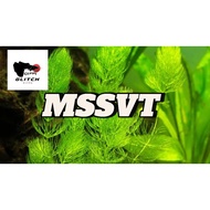 Plants for Guppy Aquarium 1M-2F Metal Snake Skin Violet Tail BIG F Trio.