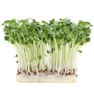 300 เมล็ด เมล็ดพันธุ์ ต้นอ่อน ไควาเระ ผักกาดหัวงอก (หัวไช้เท้า) White Radish Microgreen Sprout Seeds