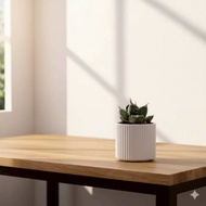 嚴龍立可白 南非白鑽石 龍舌蘭 白陶盆 開幕盆栽推薦 桌上