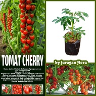 CHERRY TOMATO PLANT SEEDLINGS CHERRY TOMATO PLANT/S CHERRY TOMATO SEEDLINGS CHERY TOMATO/S