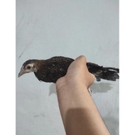 anakan ayam hutan hijau jantan