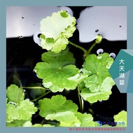 @@ Moyun Water Grass @ Datian Lake Coriander (Water Leaf) 1 Plant/Heat-Resistant Background No CO2 R