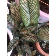 Pinstripe Calathea live plants