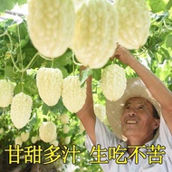 苹果苦瓜，苹果苦瓜种子，水晶苦瓜，苦瓜种子，种子，Pingguo bitter gourd, crystal bitter gourd, bitter gourd seed, seed