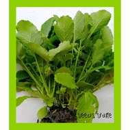 Vege Seeds (100pcs) / Sawi Ensabi (Daun Besar)