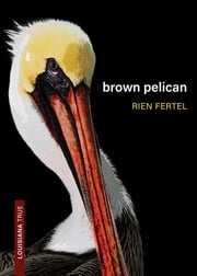 Brown Pelican Rien Fertel