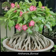 Bahan bonsai adenium / Bahan bonsai Kamboja jepang