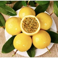 Panama Golden Passion Fruit anak pokok