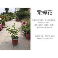 心栽花坊-紫蟬花/6吋盆/觀花植物/蔓性/藤本/爬藤/售價150特價120
