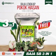 Baja Caladium keladi Hiasan untuk 300pokok Pack 3in1 Organik+Subur+Bunga Berat 1000gram+FREE 500gram