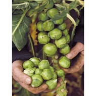 Holding Seeds Kale Seeds Spores Kale Seeds Vegetable Seeds Purple Seeds Holding Small Cabbage Cabbag