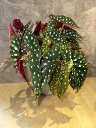 粉旗魚秋海棠盆栽