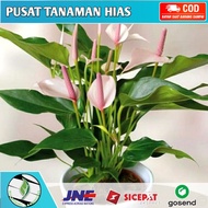 tanaman hias anthurium mickey mouse pink / anthurium bunga hidup / anturium tanaman hidup