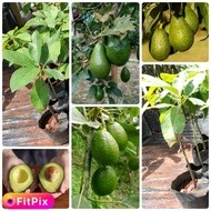 Pokok Avocado Hybrid, Avocado Kahwin.