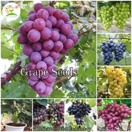[Local Ready Stock] Grape Seeds for Planting (Approx. 100 seeds) | Fruit Tree Plant Fruit Seeds Bons