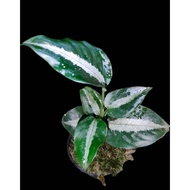 Sindo - Aglaonema Nebulosum Sp Borneo Live Plant 9YOGZ1FCJQ