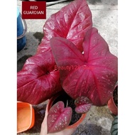 KELADI ANAK RED GUARDIAN CALADIUM FAMILY DM DARTH MAUL