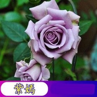 陽台室內四季易種活玫瑰花種子 盆栽花籽，品種：紫嫣