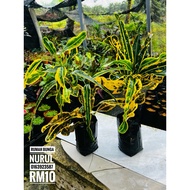 CROTON ANAK POKOK PUDING DIRAJA KUNING