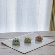 【香氛擺飾小物】造型擴香 / 多肉仙人掌盆栽 / 附5ML香精油
