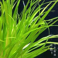 【水森職栽】(水中葉) 日本簀藻 1株25元 後景 免CO2 難度/簡易 SE070
