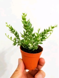 Ganohealth succulent Dischidia Ruscifolia Variegated 百万心吊兰锦 with 55mm pot direct from Cameron Highla