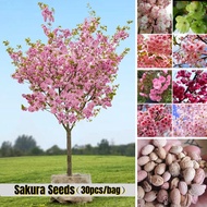 🔥super Hot🔥 30pcs Seeds Japanese Cherry Sakura Seeds Sakura Flower Plant Seed Bonsai Tree Live Plant